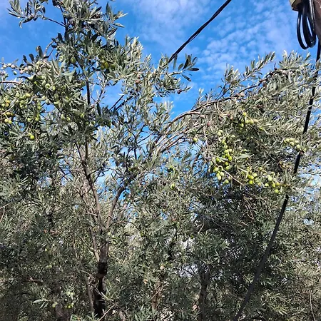 Сasa de vacaciones πλατανα αστρους αρκαδίας χωριατικο σπίτι για φυση και ηρεμία *